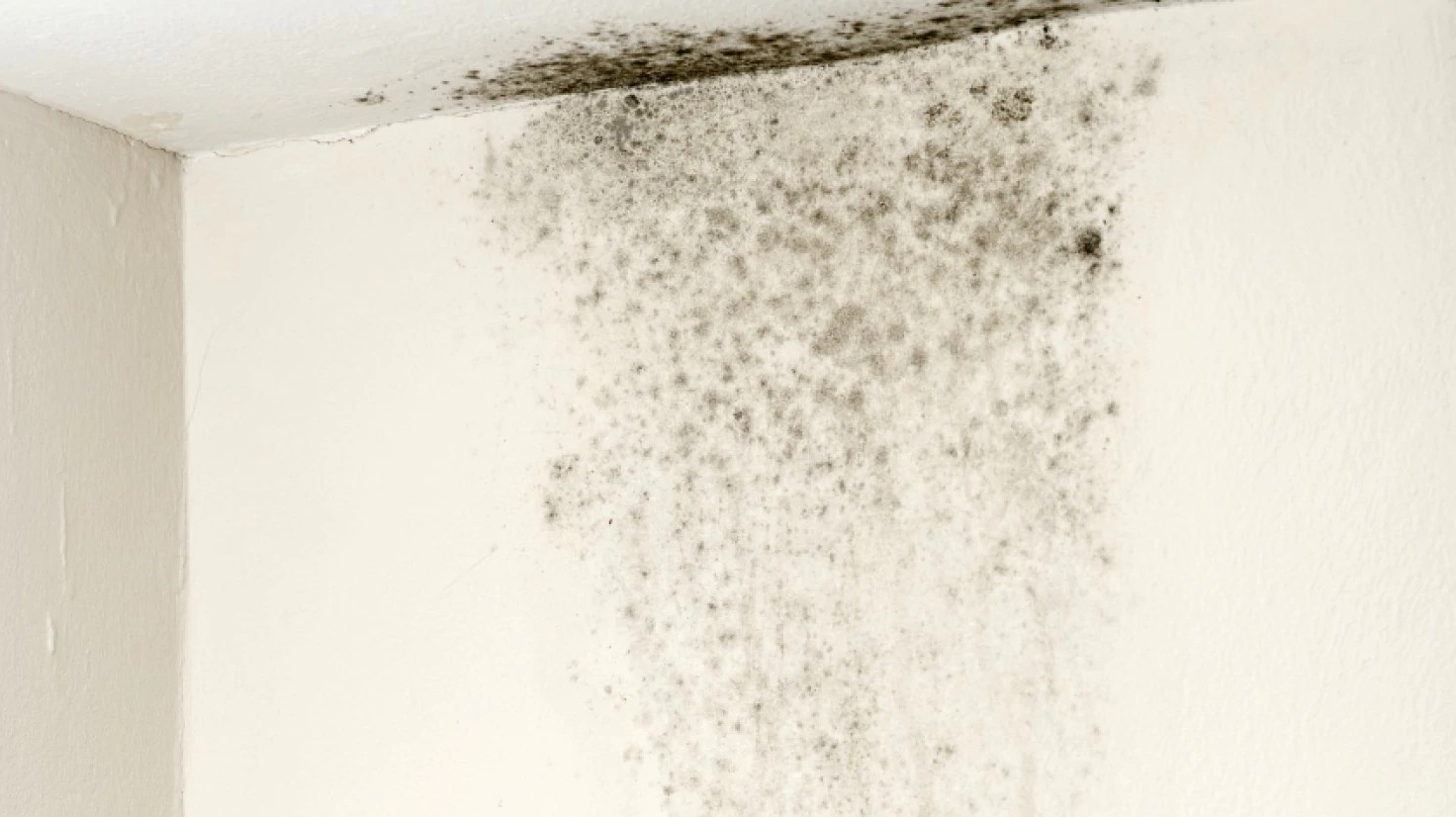 Mold Damage